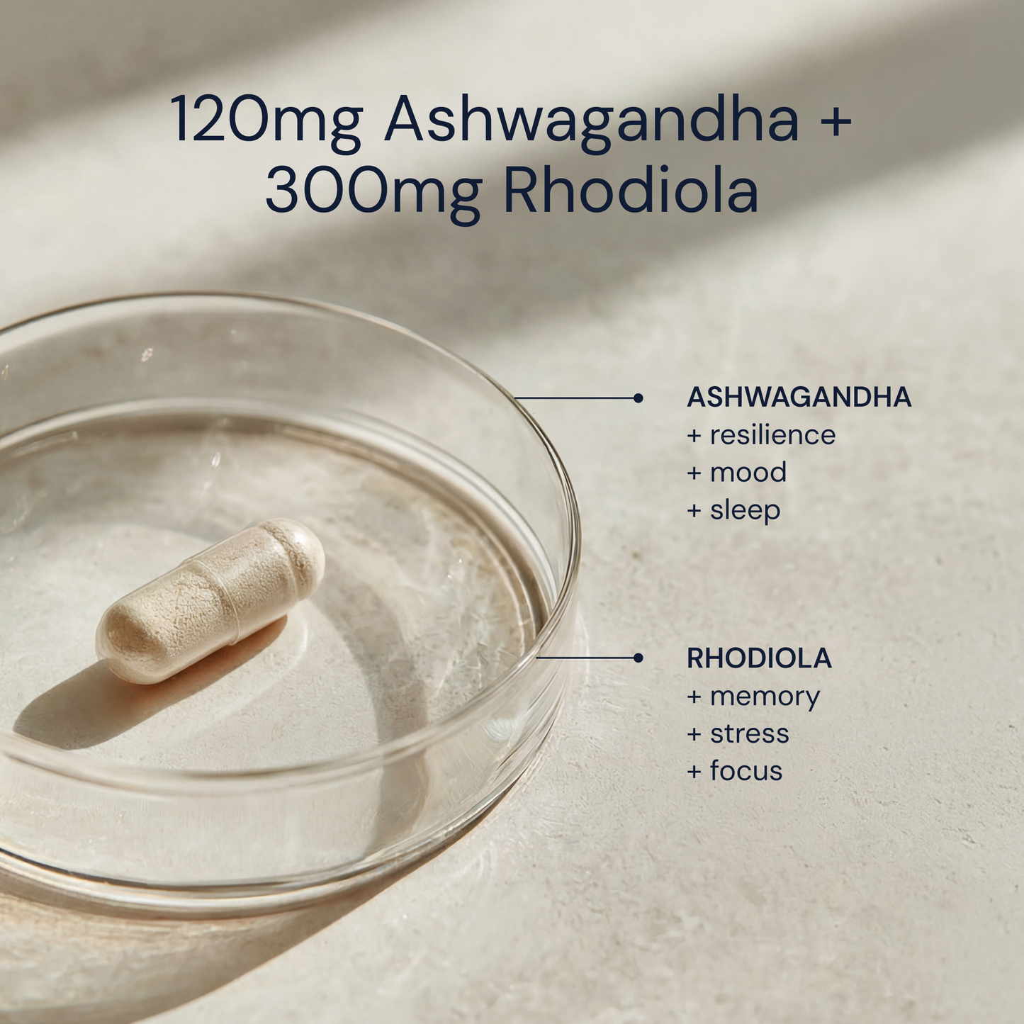 南非醉茄 + 紅景天 平衡 • 專注 • 舒壓